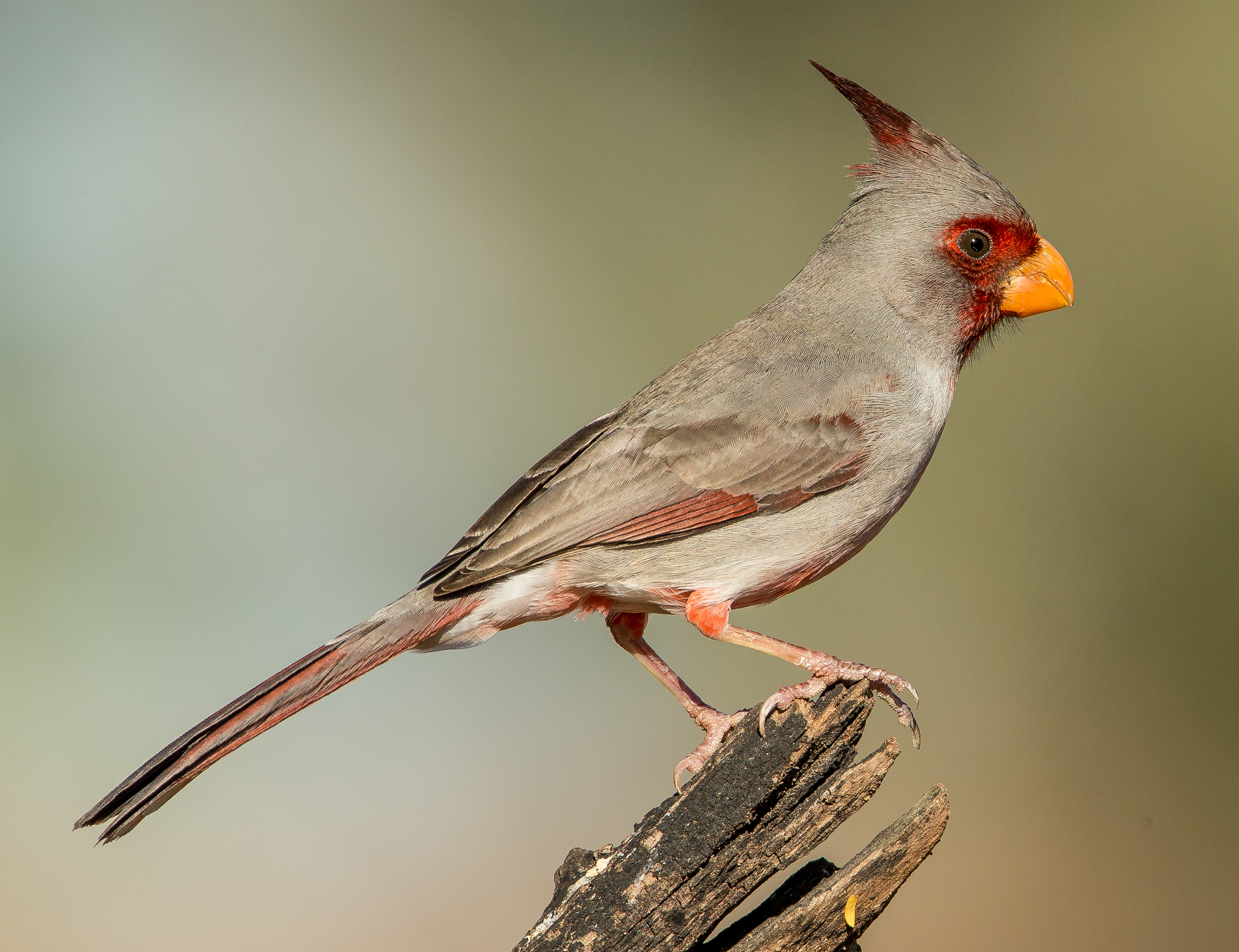 Pyrrhuloxia, Cardinalis sinuatus