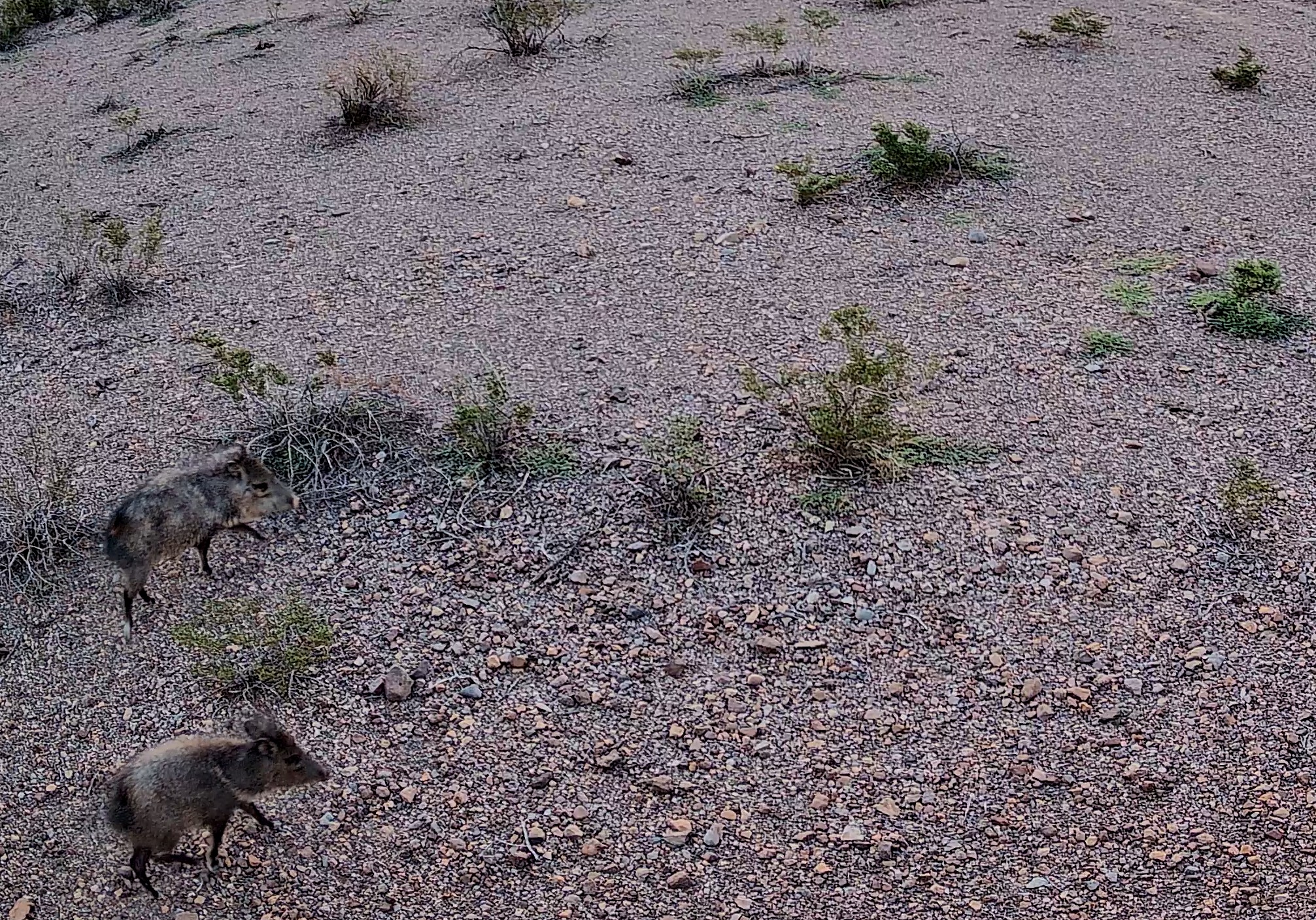 Feral hog, also known as a wild boar, photographed in Far West Texas